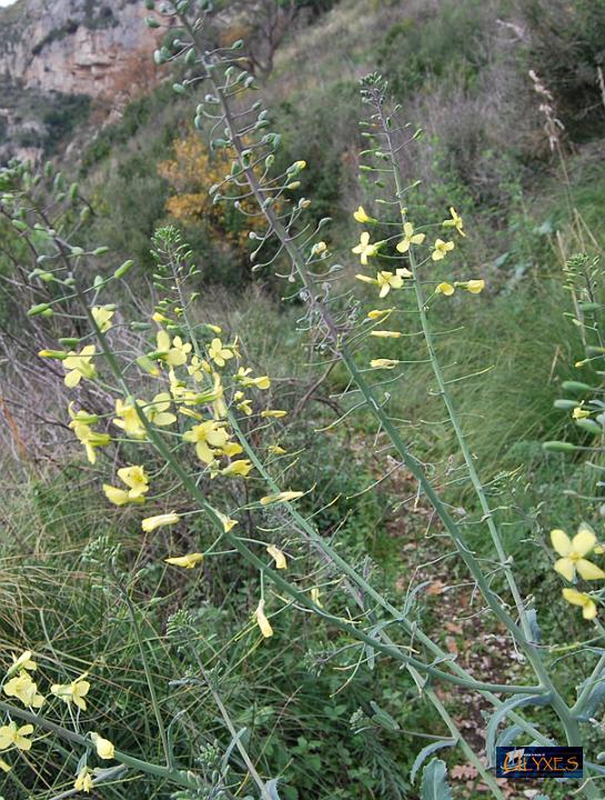 fiori della menesta.JPG